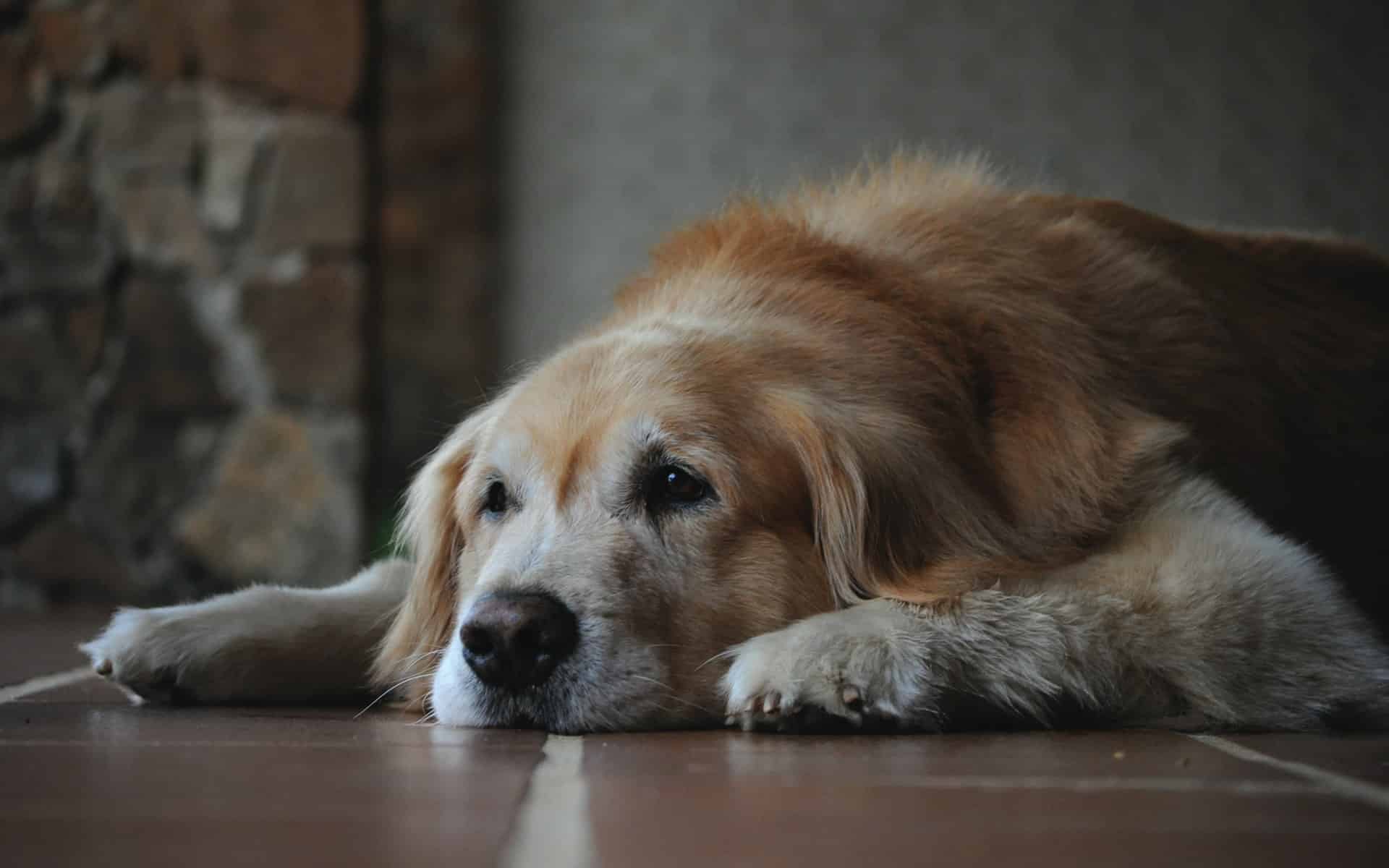 An old labrador retriever laying on the floor