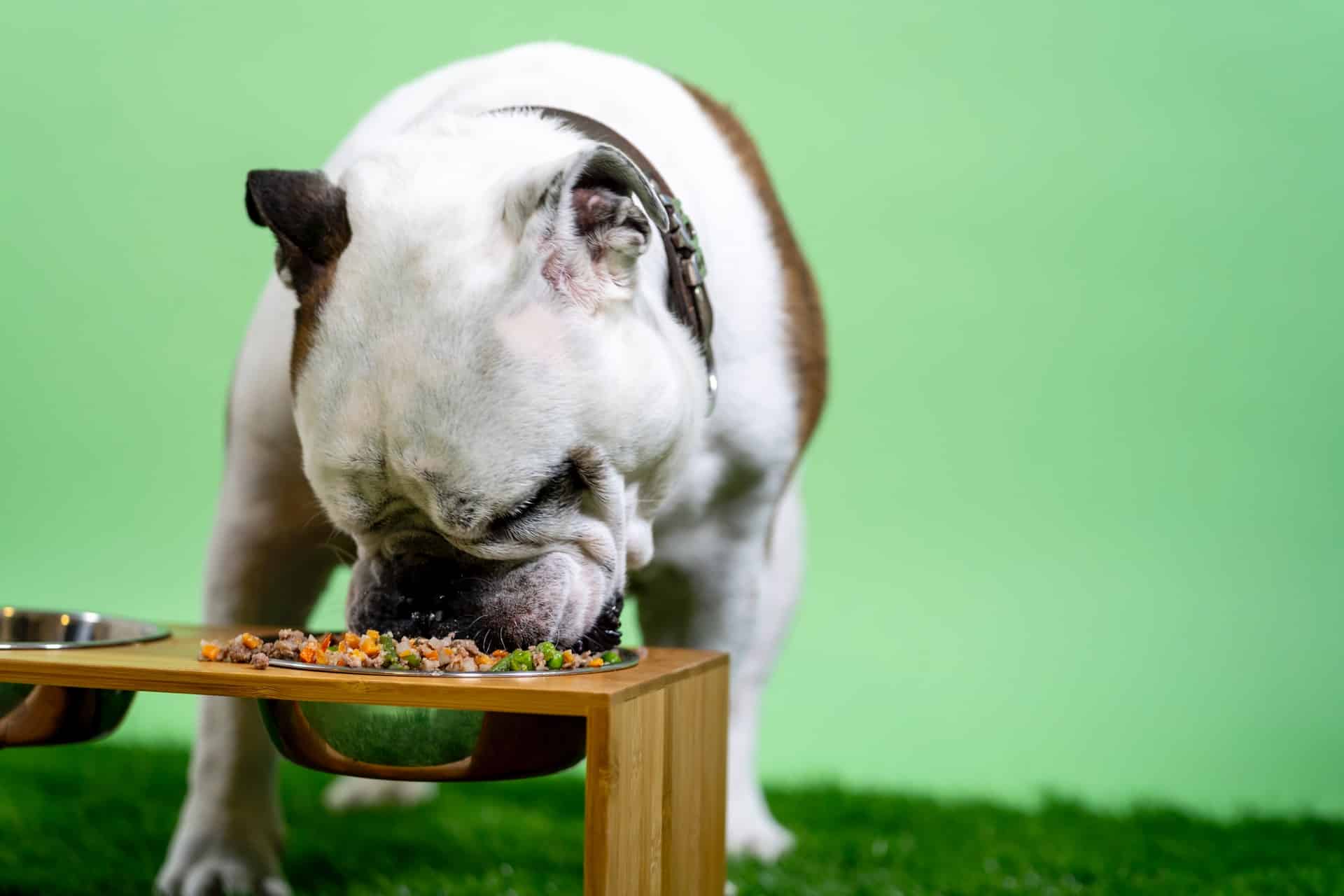 A bulldog eating from a bowl