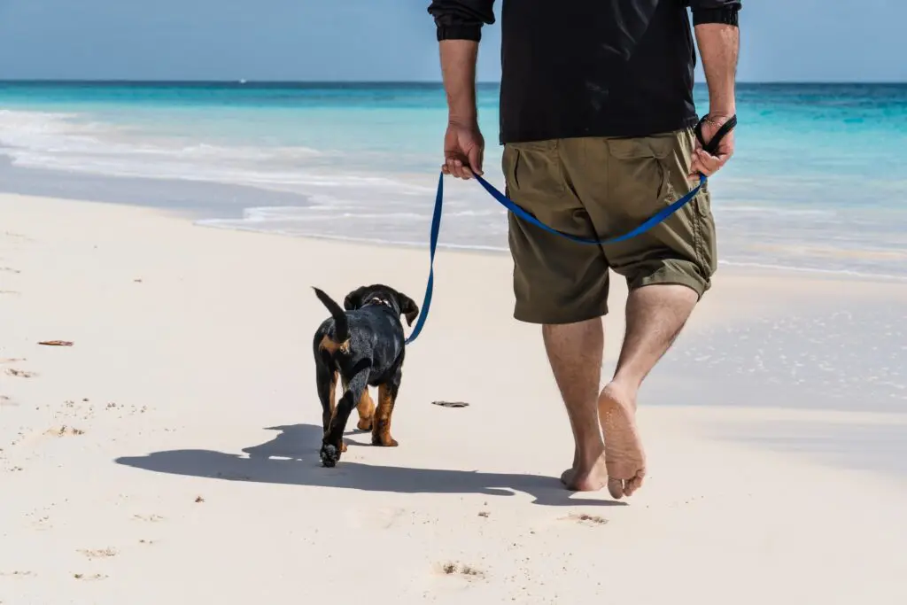 having a reliable leash is mandatory, especially on the beach