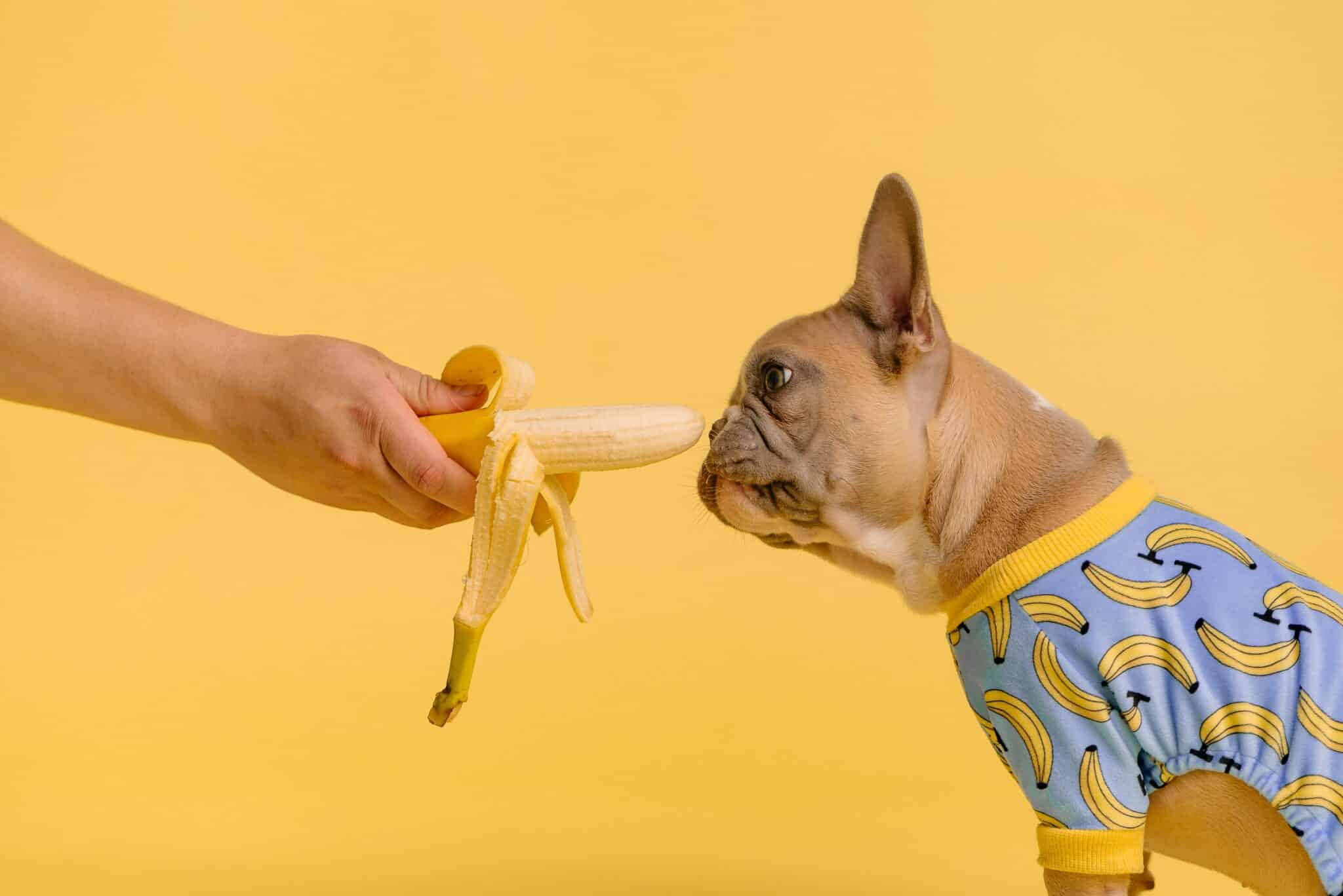 A French bulldog sniffing a banana