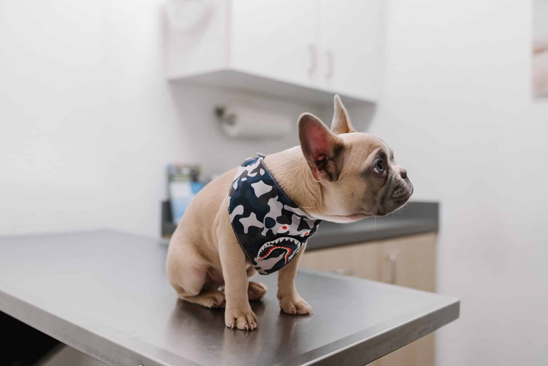 A small French bulldog at a vet's office