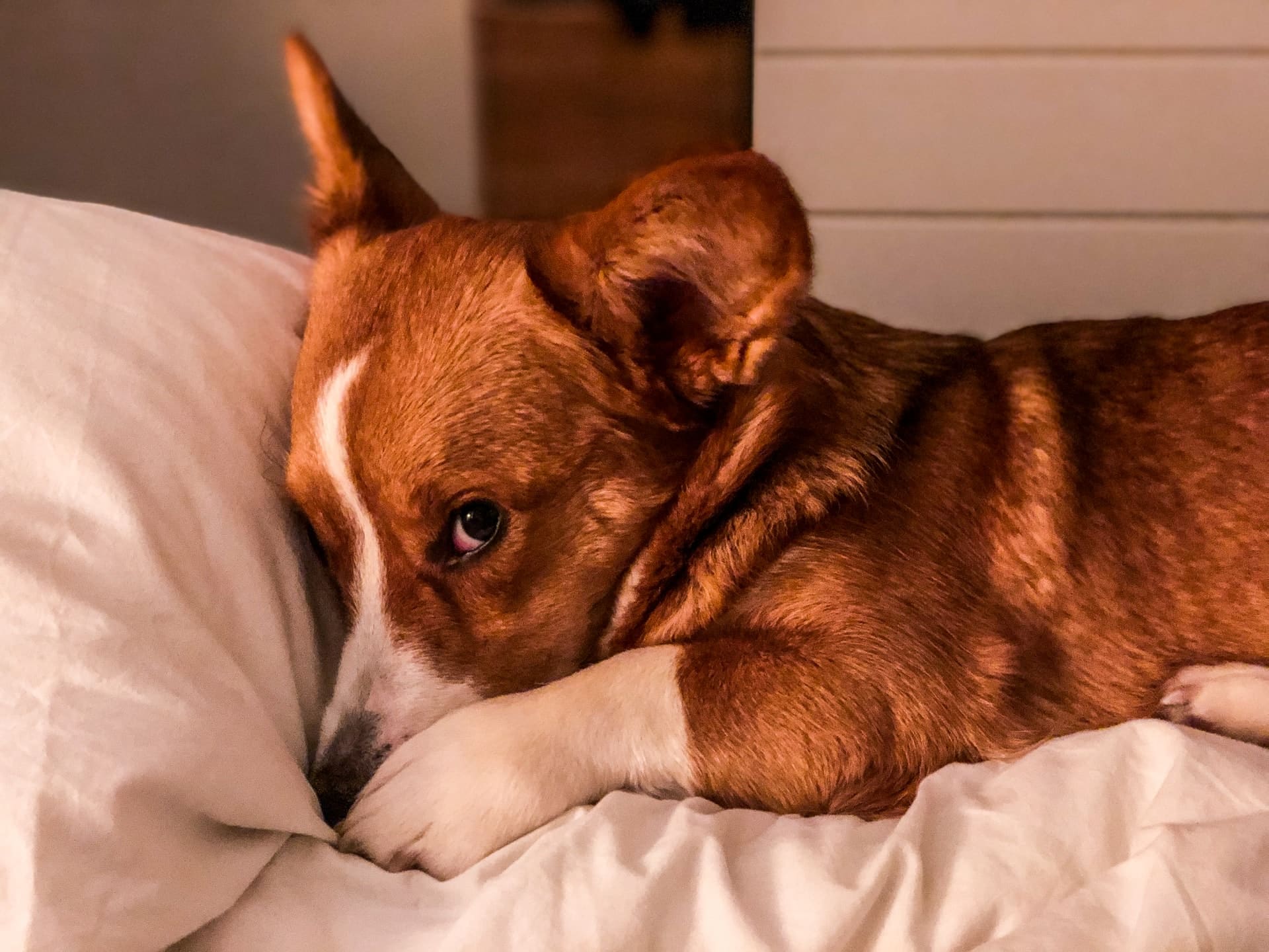 A small corgi laying in bed