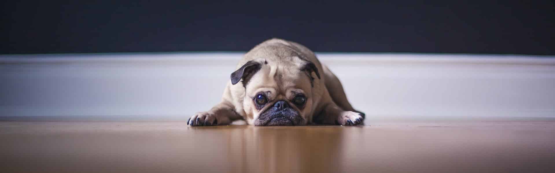 a pug laying on the floor
