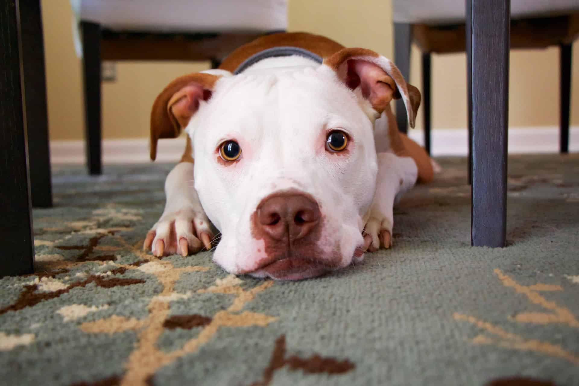 A pitbull laying under the table