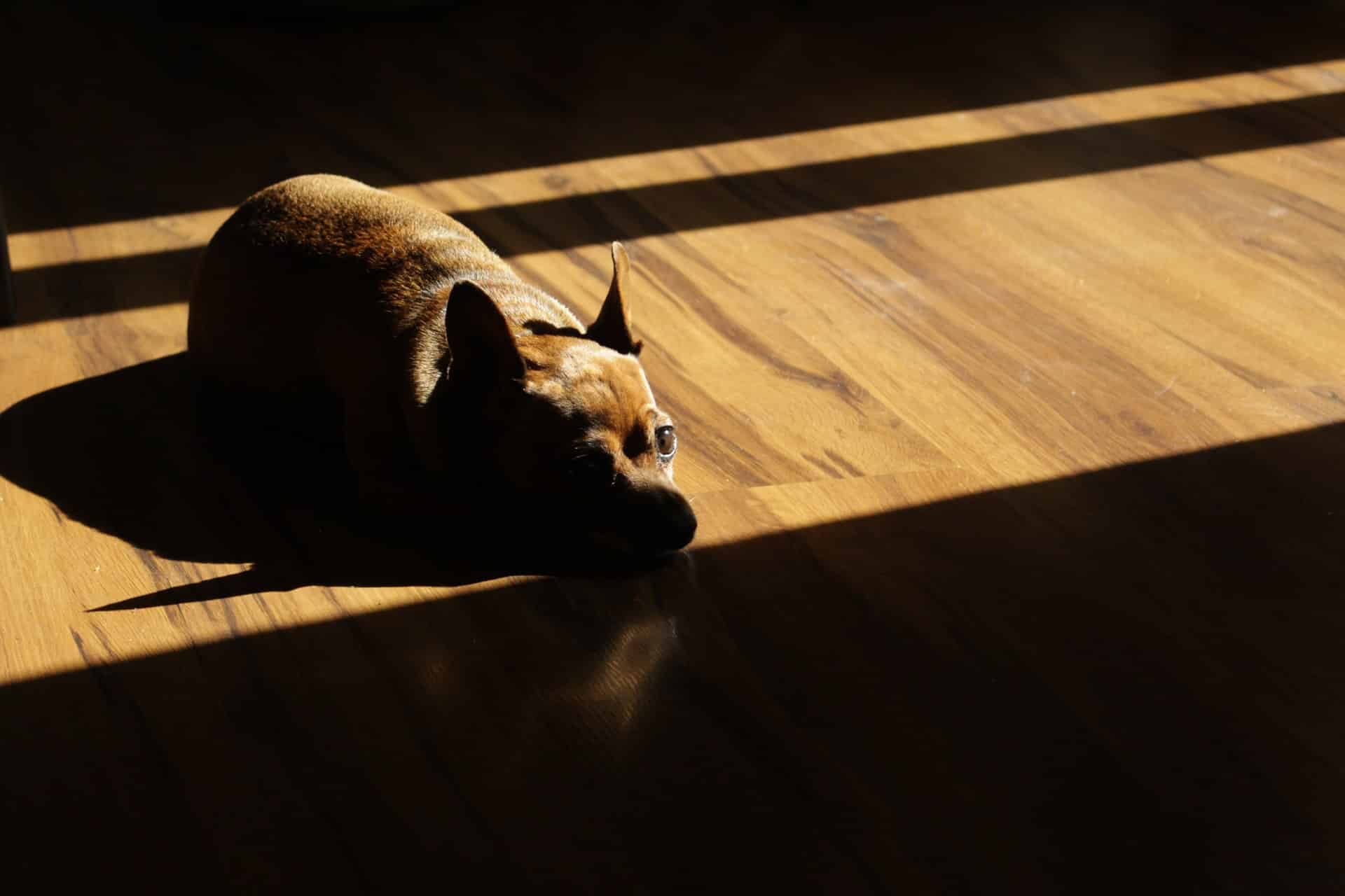 A small dog laying on the the floor while the sun shines at it