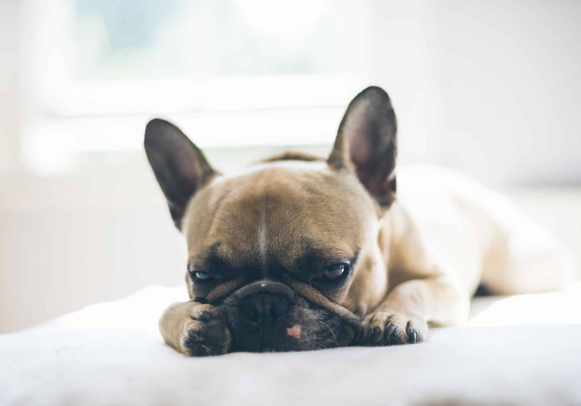 A small French bulldog laying on a bed