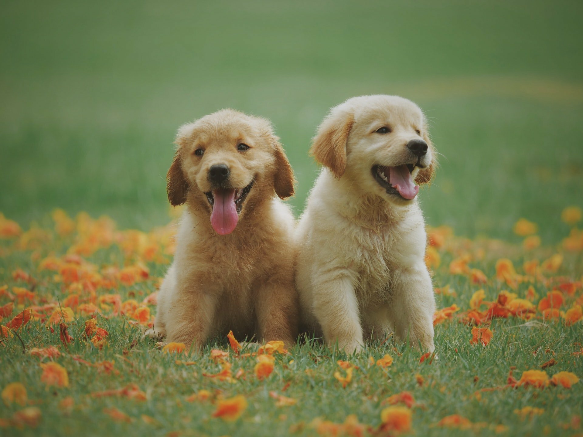 two cute puppies on grass