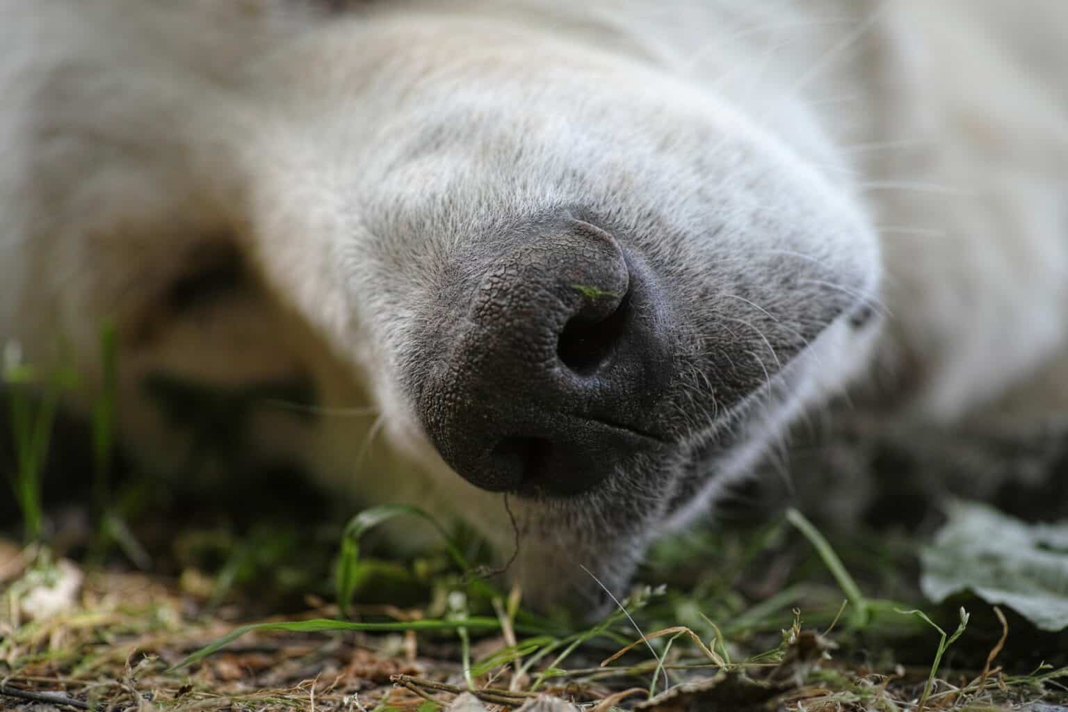 runny-nose-in-dogs-why-does-it-happen-what-does-it-mean-jacks-pets