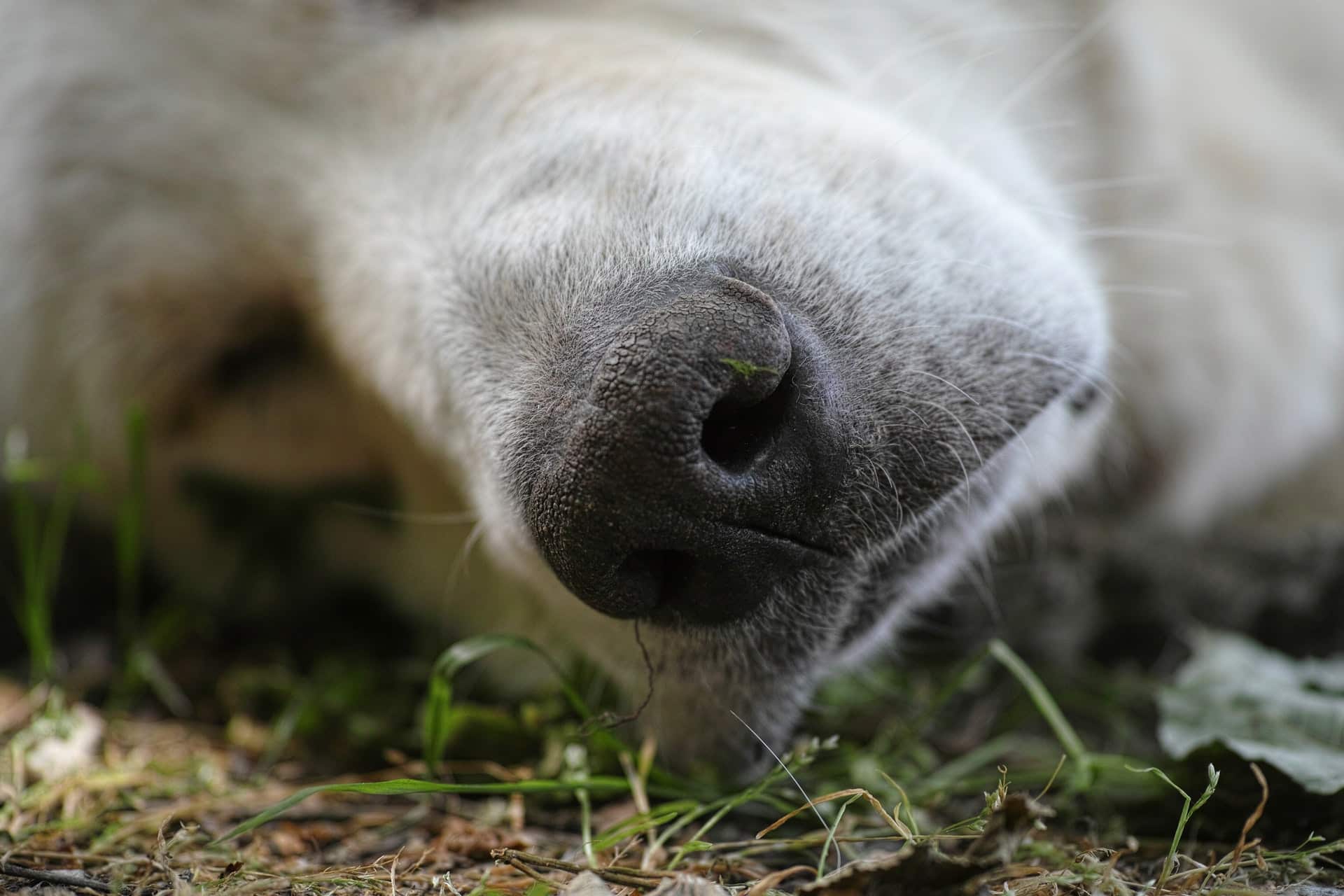 A dog's nose sniffing the ground