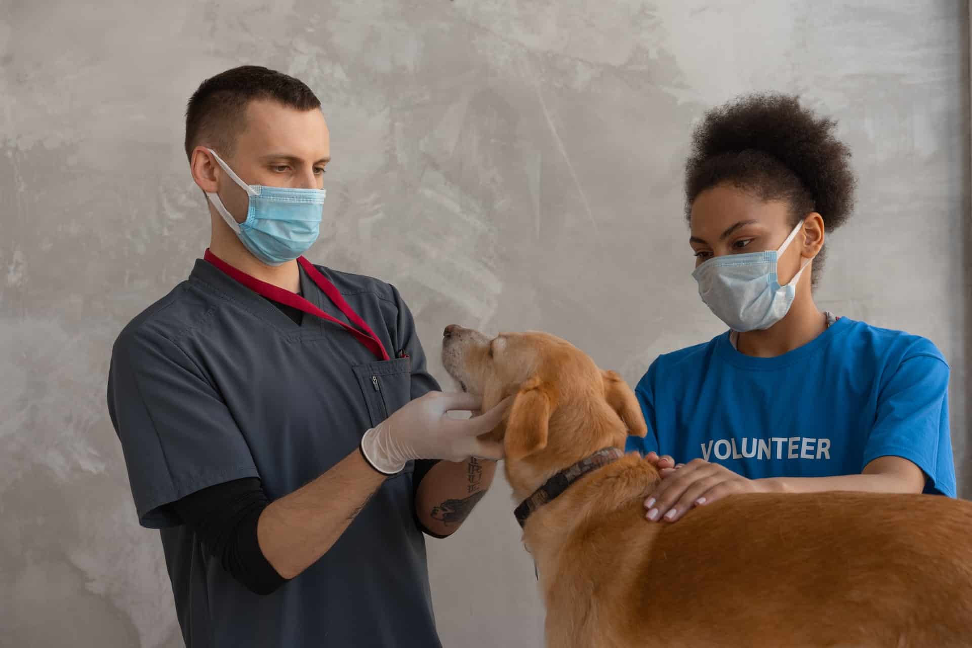 A vet and a voulnteer check out a dog.