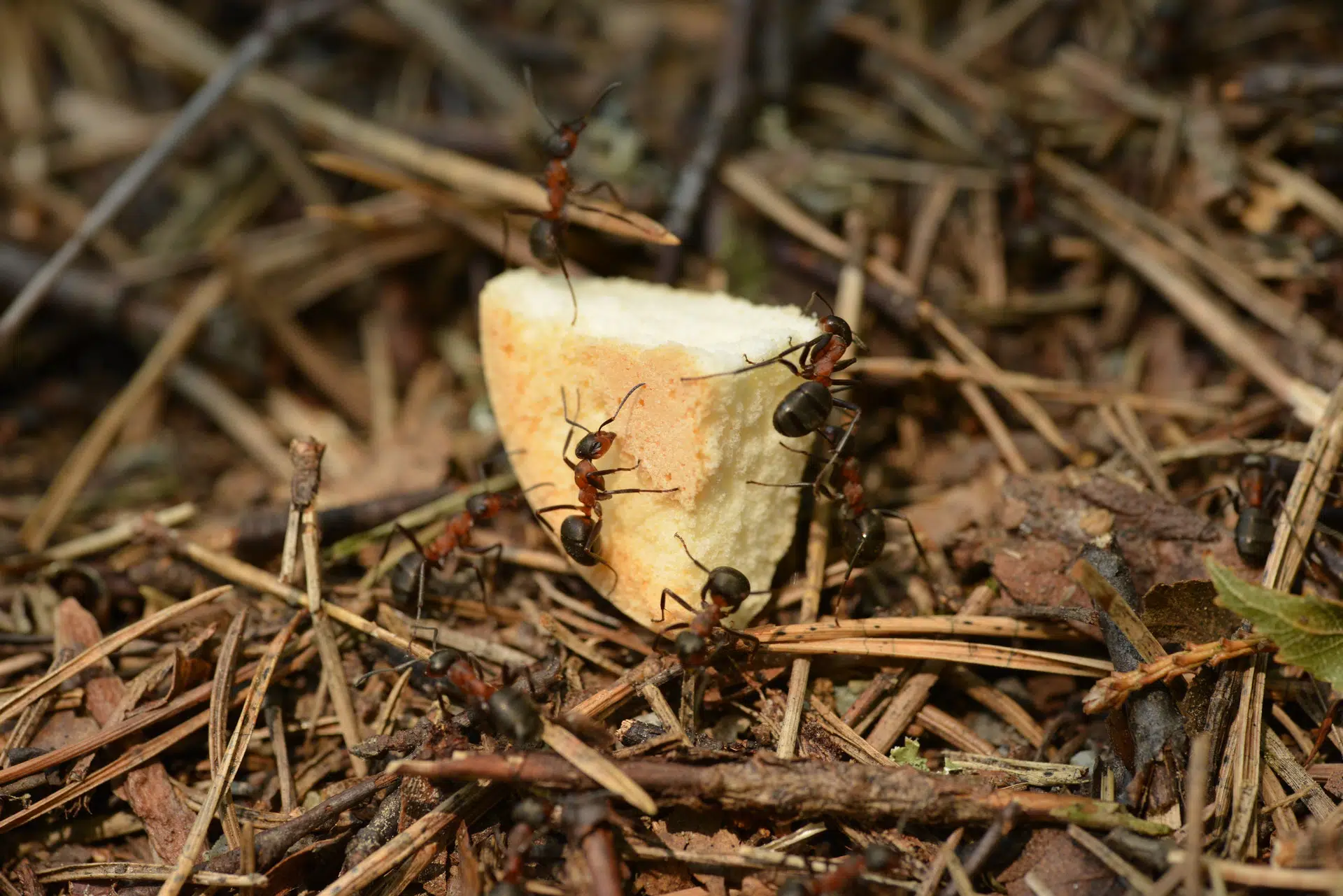 Ants eating a piece of bread 