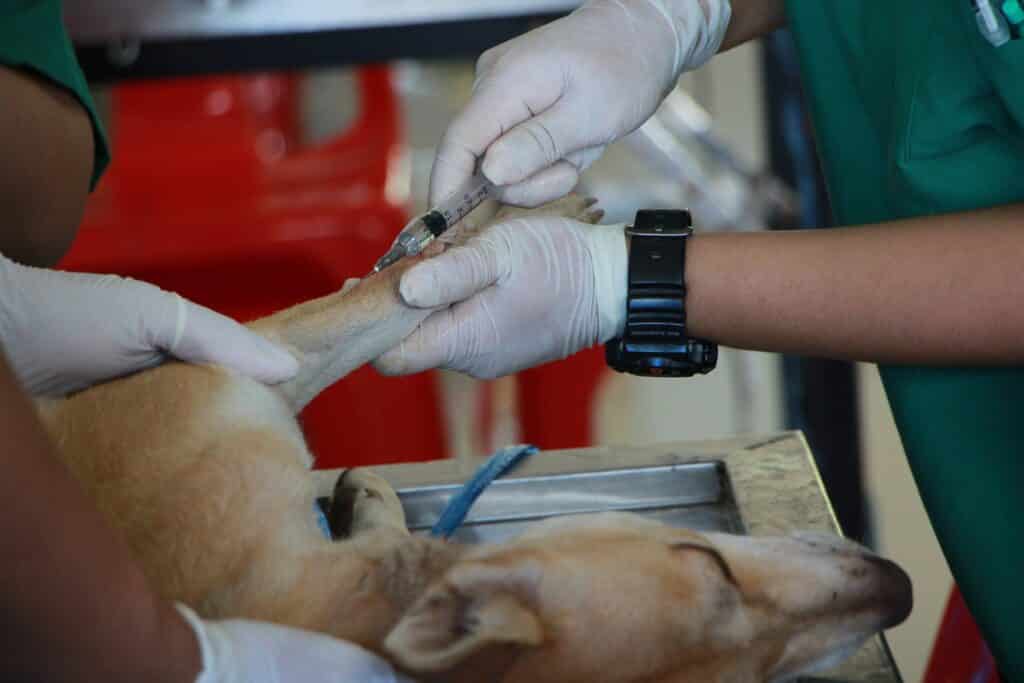A dog being treated with an injection
