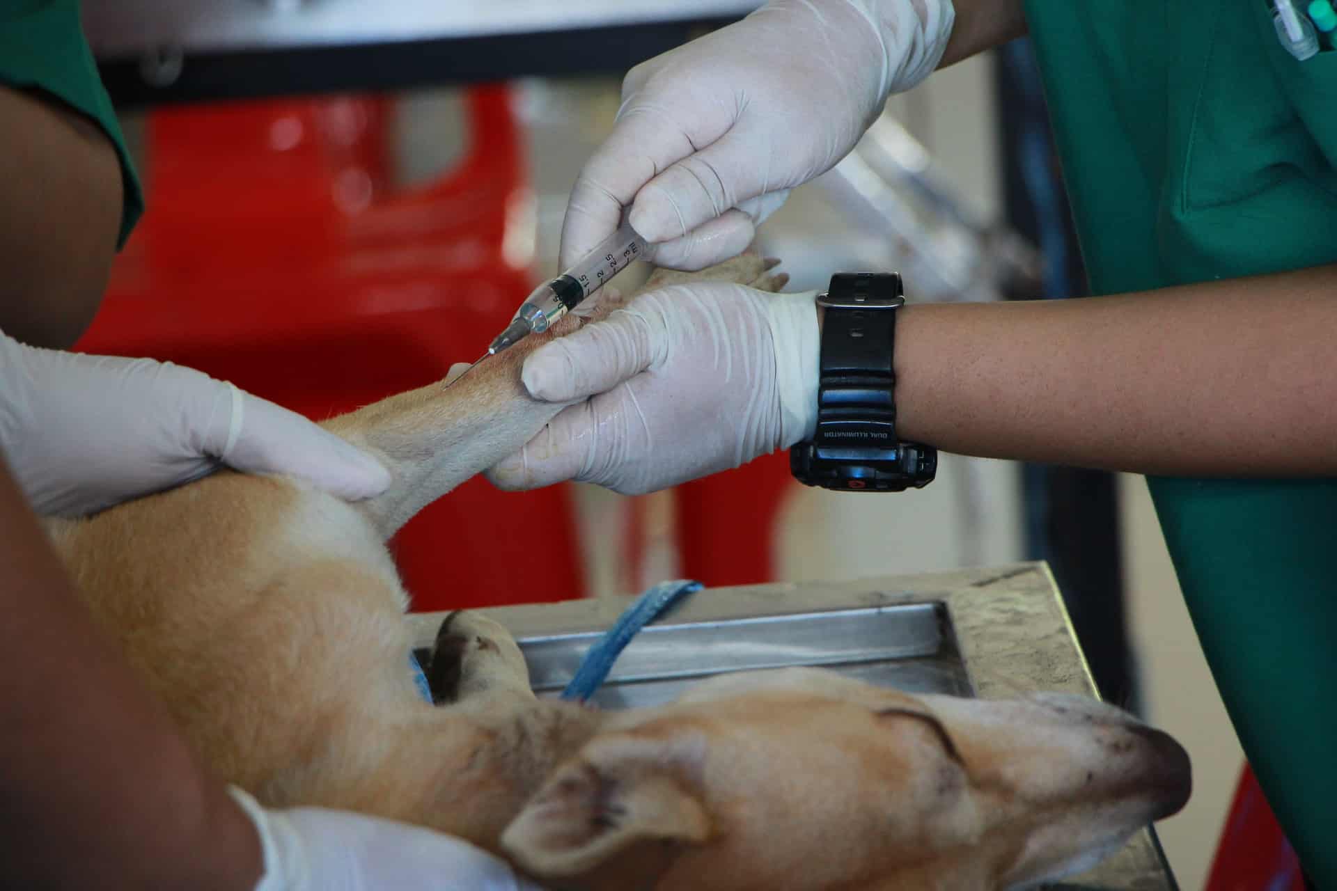 A dog getting a vaccine at a vet