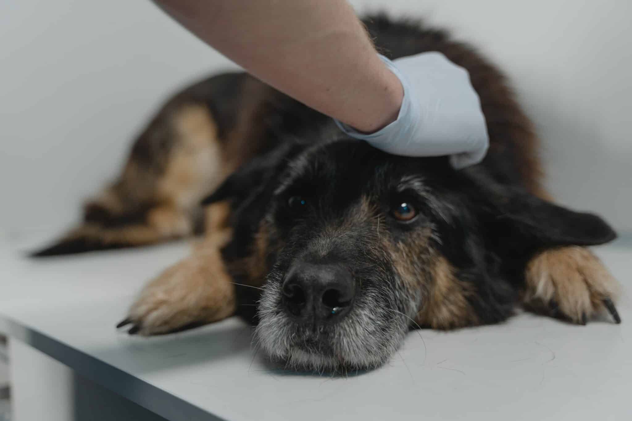 An old dog being examined by a vet