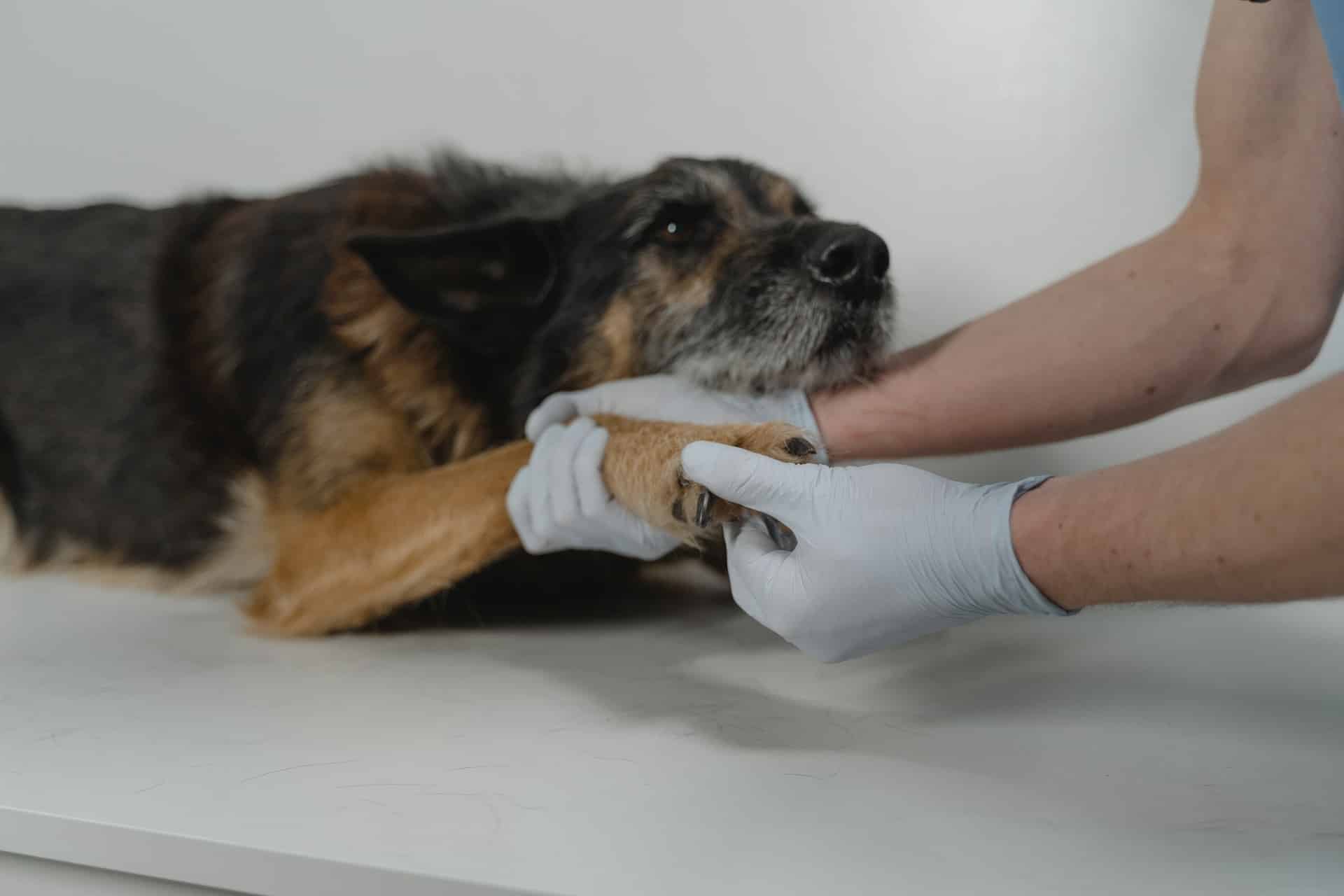 A sick dog being examined by a vet