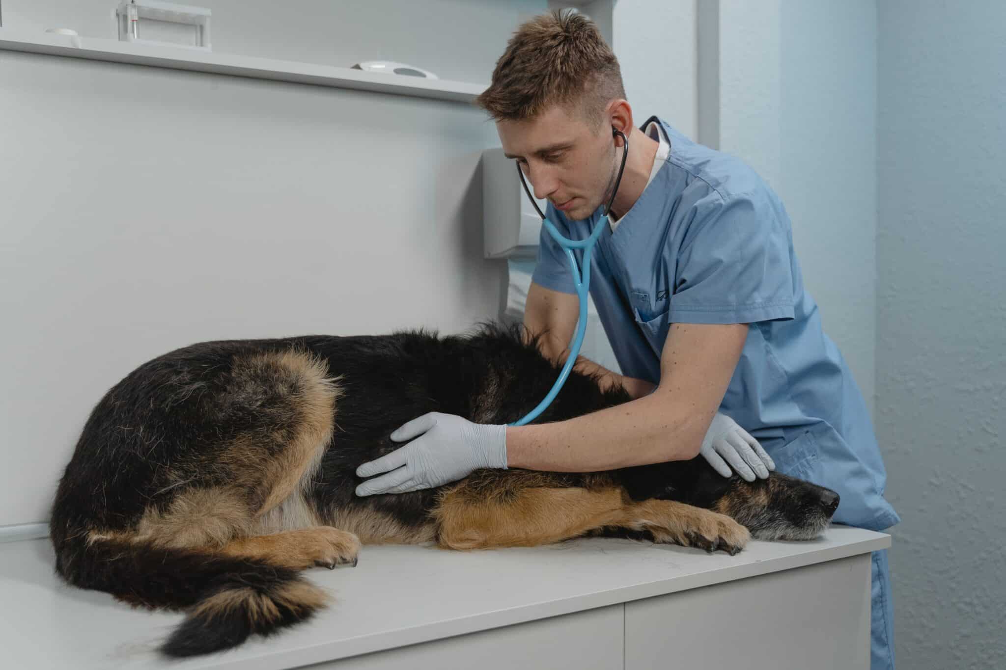 An old dog getting examined by a vet