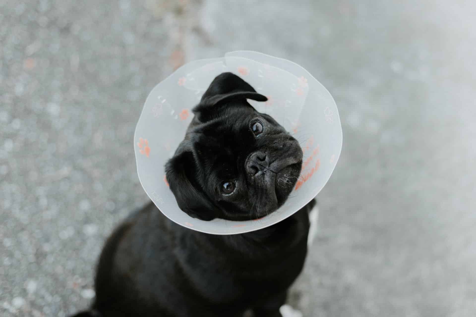 A pug with a medical collar on