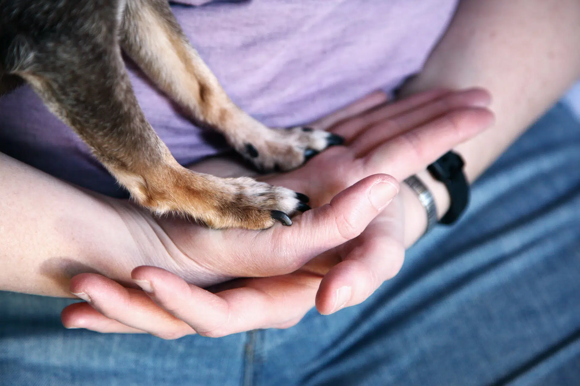 An old dog standing on its front paws on its owners hands