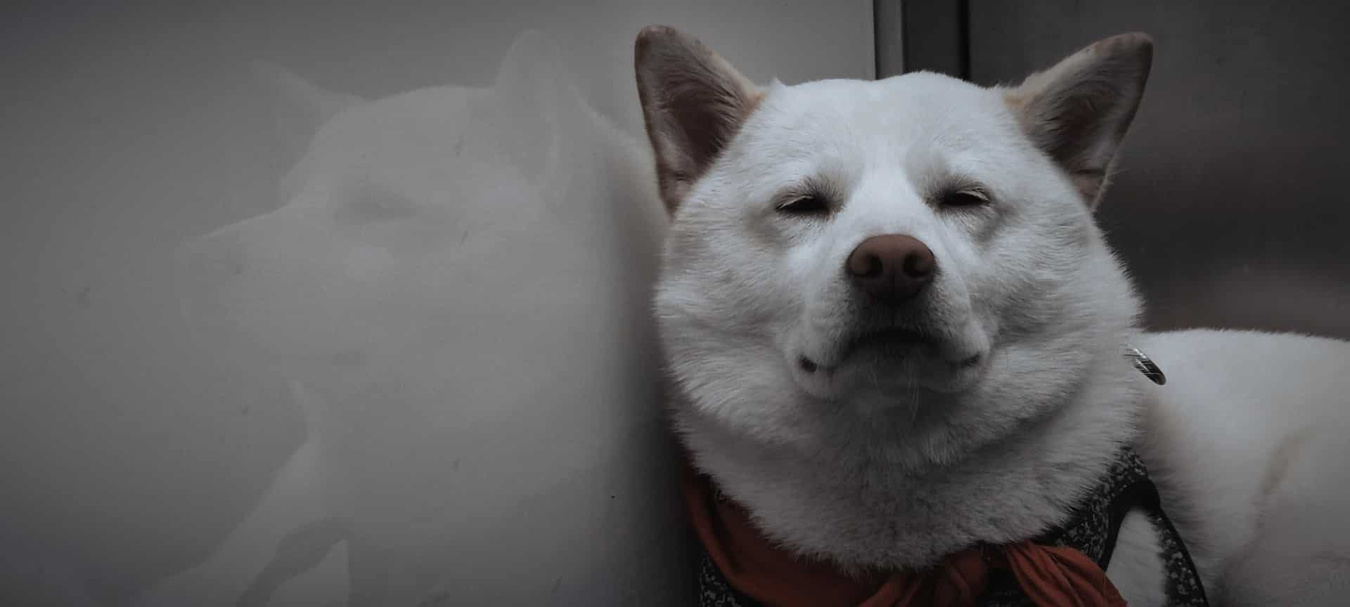 a dog wearing a scarf that is about to sneeze