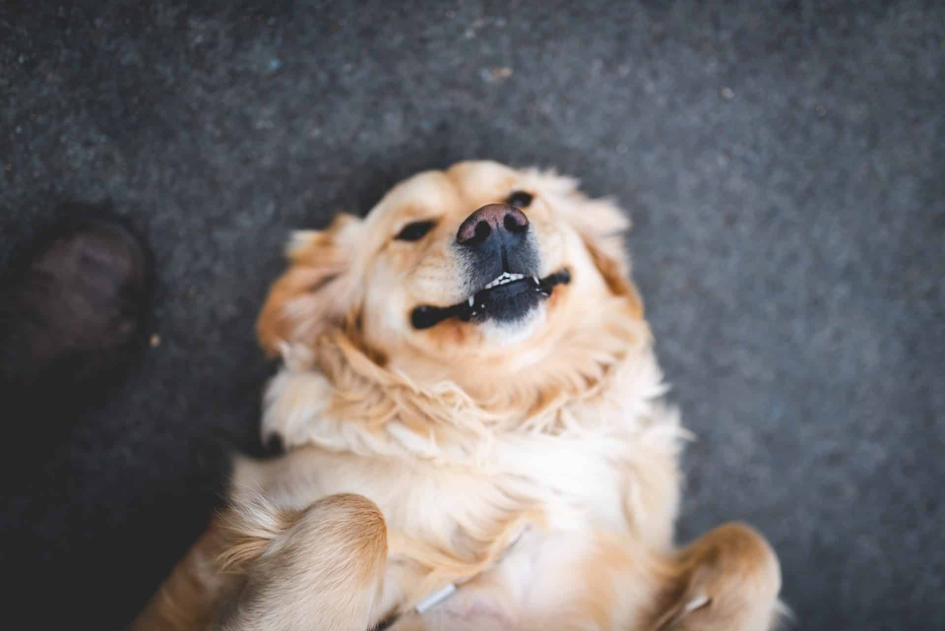 A dog on its back smiling