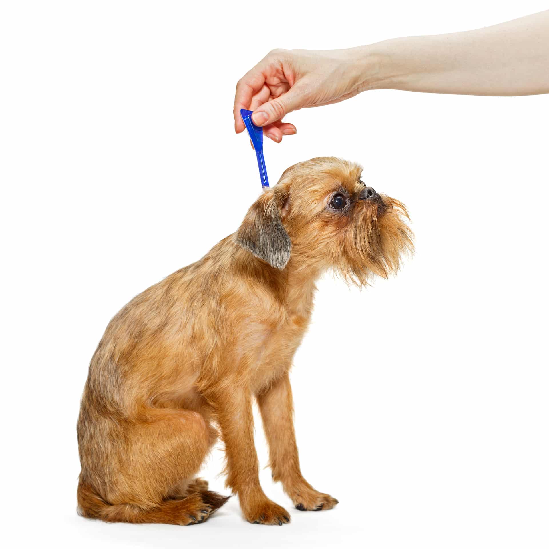 Treatment of dogs for fleas and ticks