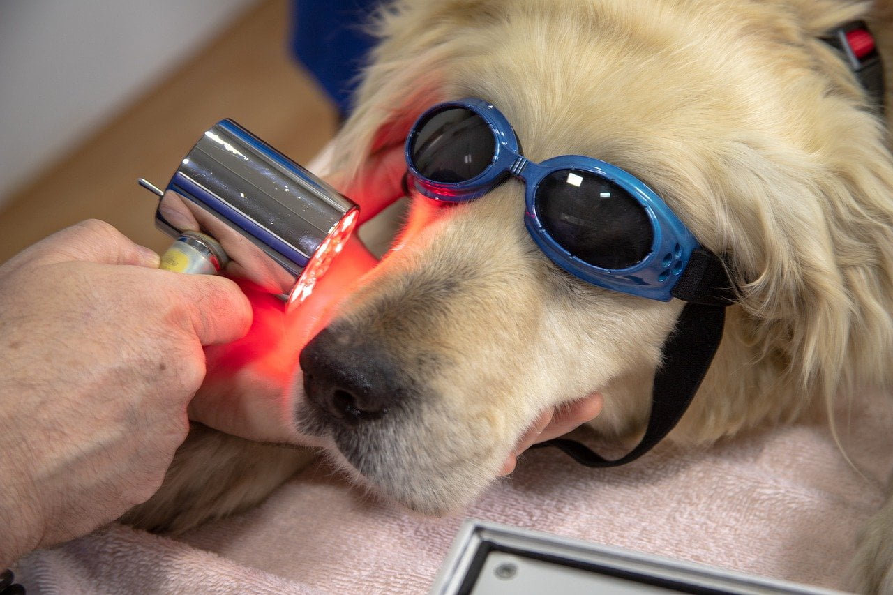 a vet examining a dog's nose