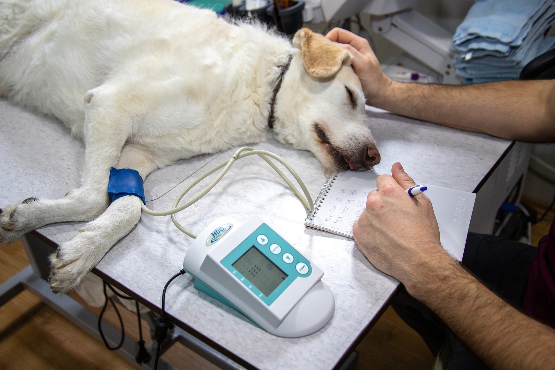 A dog being monitored for its blood pressure
