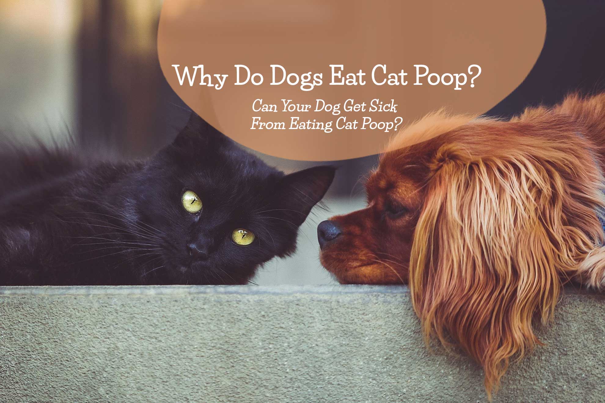 Why Do Dogs Eat Cat Poop Can Your Dog Get Sick From Eating Cat Poop