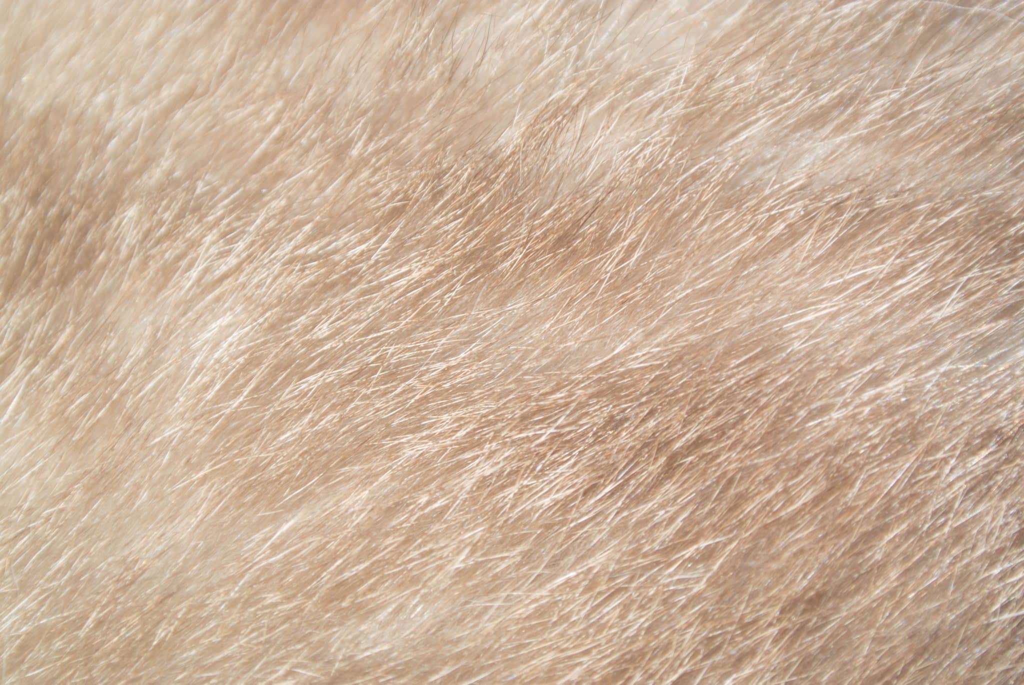 Pet parents, here's the deal:   Alopecia in dogs can have many different symptoms - besides hair loss - and just as many underlying illnesses, infections, and conditions. Sometimes the cause is as simple as pressure sores for laying on hard surfaces - but other times, it's something much more serious.   Mange